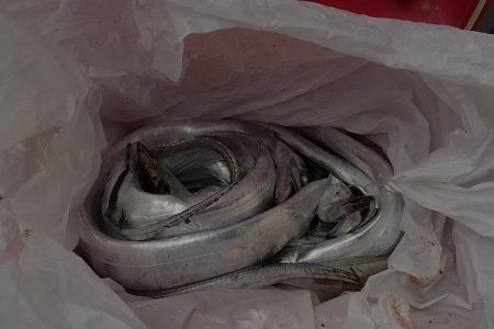 タチウオ 連続ツ抜け アジ好調