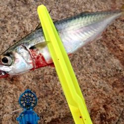 食いこみの悪いタチウオに翻弄される