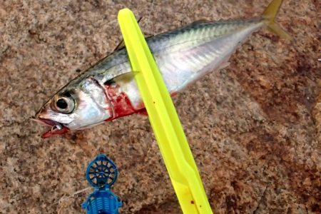 食いこみの悪いタチウオに翻弄される