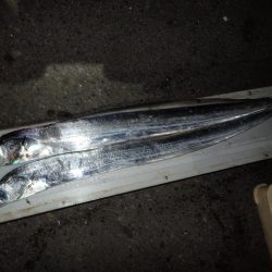 ドラゴンハントが効く！