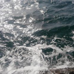 イカはどこに？