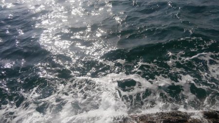 イカはどこに？