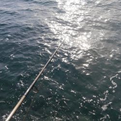 まだ、産まれたて~が追尾!?