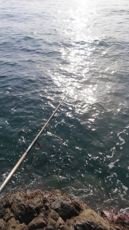 まだ、産まれたて~が追尾!?