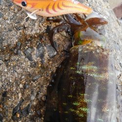 潮位めっちゃ低い？