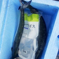 ハマチはいない