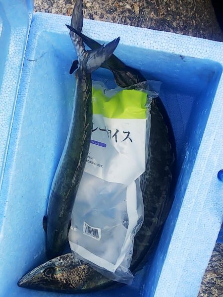 ハマチはいない