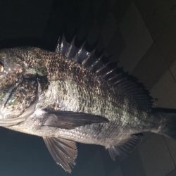 ちょいとアジング