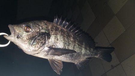 ちょいとアジング