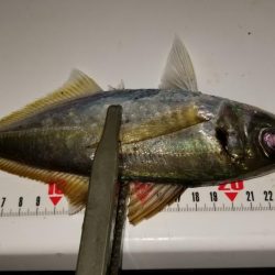 お土産ゲッツなるか