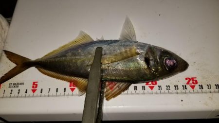 お土産ゲッツなるか