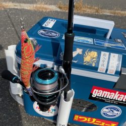 秋イカシーズン終盤