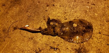 まあまあサイズ