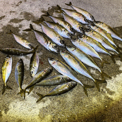 瀬戸内の島アジング（2019-18)