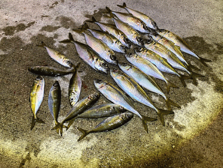 瀬戸内の島アジング（2019-18)