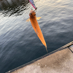 瀬戸内の島ショアジギング（2019-1）