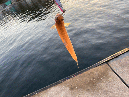 瀬戸内の島ショアジギング（2019-1）