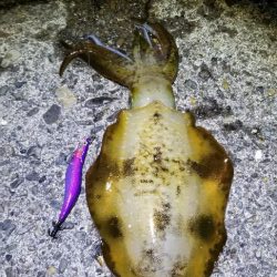 エギング　キロオーバー！