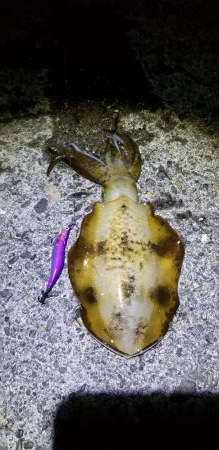 エギング　キロオーバー！