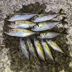 瀬戸内の島アジング（2019-19)