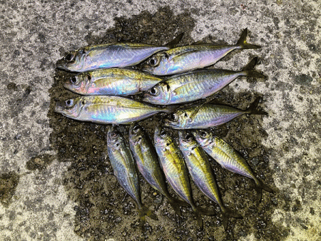 瀬戸内の島アジング（2019-19)