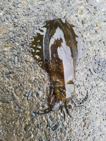 秋イカ