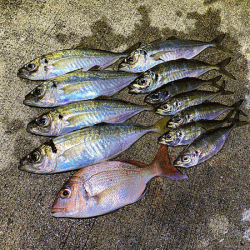 瀬戸内の島アジング（2019-20)