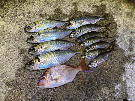 瀬戸内の島アジング（2019-20)