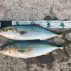 瀬戸内の島ショアジギング（2019-2）