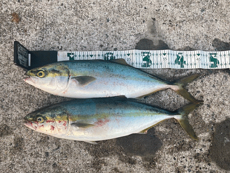 瀬戸内の島ショアジギング（2019-2）