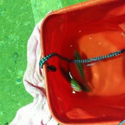 初めてのアジング