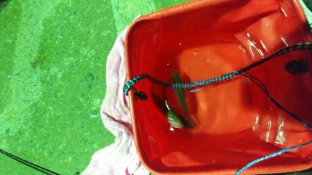 初めてのアジング