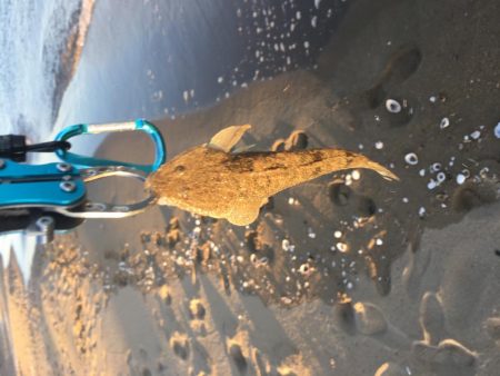 フラットフィッシュ好調