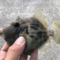 ちょい投げ釣り