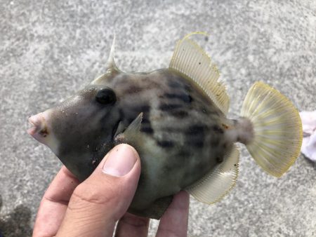 ちょい投げ釣り