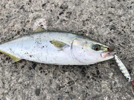 逃した魚は大きい