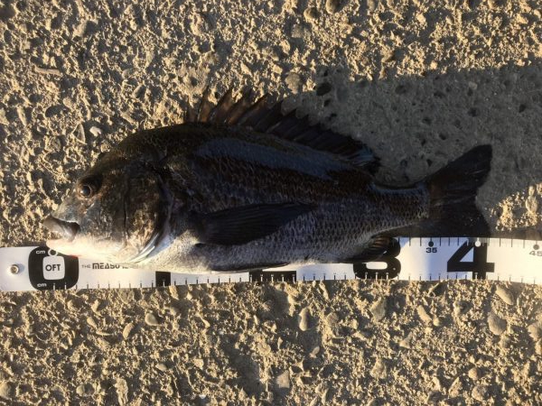 イチノ兄弟、釣果！