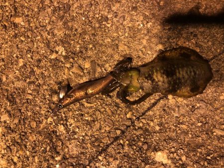 アジングとエギング