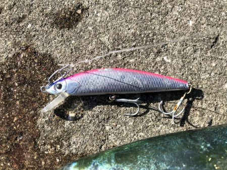 メジロ2匹は疲れる…