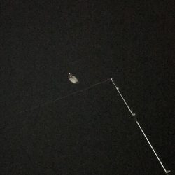 11月22日神戸太刀魚