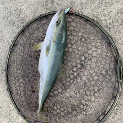 青物がどうしても釣りたくて