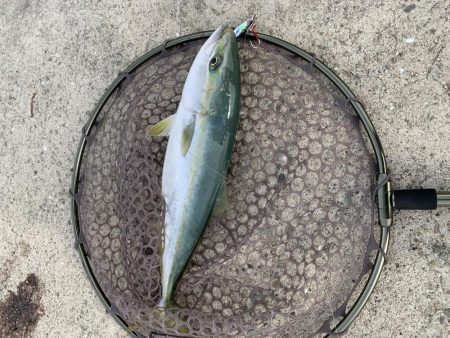 青物がどうしても釣りたくて