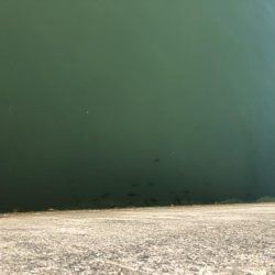 ちびヒイラギ祭り