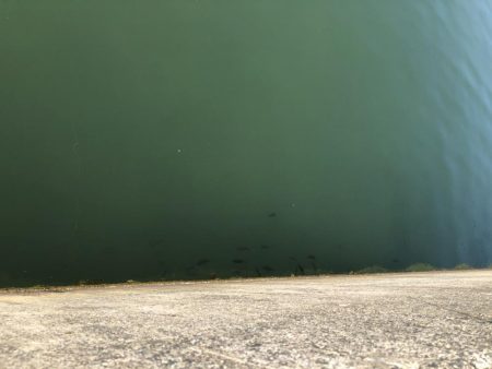 ちびヒイラギ祭り