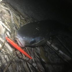 寒波とトウゴロウの到来。