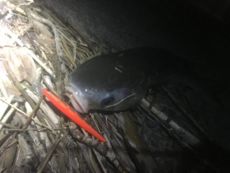 寒波とトウゴロウの到来。