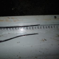 メーター超え×2匹