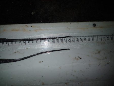 メーター超え×2匹