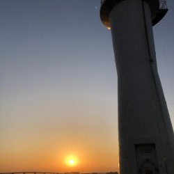 今年の青物も終わり？