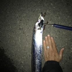 11月13日神戸護岸太刀魚